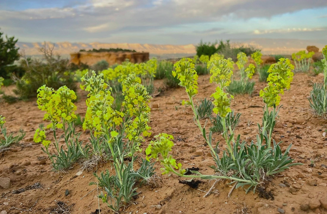 Colorado title and closing preparation for How to Sell Land Fast in Colorado